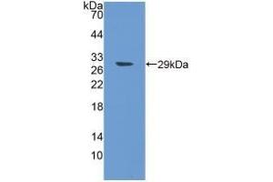 Detection of Recombinant SPON1, Human using Polyclonal Antibody to Spondin 1 (SPON1) (SPON1 antibody  (AA 597-801))