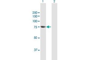 Western Blot analysis of GBE1 expression in transfected 293T cell line by GBE1 MaxPab polyclonal antibody. (GBE1 antibody  (AA 1-702))