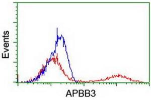HEK293T cells transfected with either RC219752 overexpress plasmid (Red) or empty vector control plasmid (Blue) were immunostained by anti-APBB3 antibody (ABIN2455159), and then analyzed by flow cytometry. (APBB3 antibody)