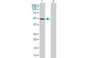 Western Blot analysis of CRLF3 expression in transfected 293T cell line by CRLF3 MaxPab polyclonal antibody.