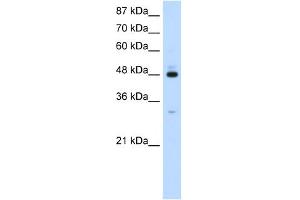 WB Suggested Anti-PAIP1 Antibody Titration:  1. (PAIP1 antibody  (C-Term))