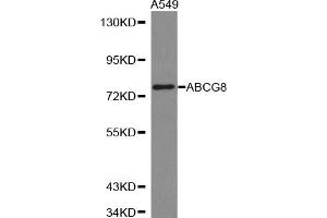 Western blot analysis of extracts of A-549 cells, using ABCG8 antibody (ABIN5970964). (ABCG8 antibody)