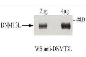 Affinity Purified Rabbit anti-DNMT3L was used at a 1:1,500 dilution to detect human DNMT3L by western blot after immunoprecipitation using the same antibody. (DNMT3L antibody  (AA 152-164))