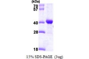 SDS-PAGE (SDS) image for DnaJ (Hsp40) Homolog, Subfamily B, Member 2 (DNAJB2) (AA 1-277) protein (His tag) (ABIN667269)