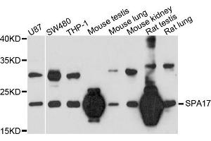 Western blot analysis of extract of various cells, using SPA17 antibody. (SPA17 antibody)