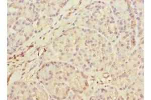 Immunohistochemistry of paraffin-embedded human pancreatic tissue using ABIN7159424 at dilution of 1:100 (MEST antibody  (AA 146-335))