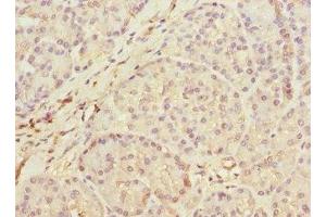 Immunohistochemistry of paraffin-embedded human pancreatic tissue using ABIN7159424 at dilution of 1:100