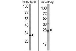 Image no. 1 for anti-Catechol-O-Methyltransferase Domain Containing 1 (COMTD1) (C-Term) antibody (ABIN452860) (COMTD1 antibody  (C-Term))