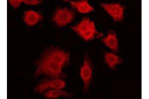 ABIN6276002 staining A549 by IF/ICC. (GPR108 antibody  (C-Term))