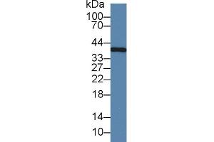 Detection of IL1a in Caprine Liver lysate using Monoclonal Antibody to Interleukin 1 Alpha (IL1a) (IL1A antibody  (AA 90-268))