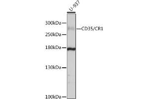 Western blot analysis of extracts of U-937 cells, using CD35/CD35/CR1 antibody (ABIN6130075, ABIN6138990, ABIN6138991 and ABIN6214176) at 1:1000 dilution. (CD35 antibody  (AA 420-550))