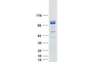 Western Blotting (WB) image for Centrosomal Protein 68kDa (CEP68) protein (Myc-DYKDDDDK Tag) (ABIN2713920)