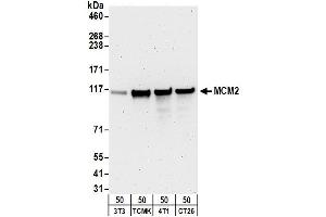 Western Blotting (WB) image for anti-Minichromosome Maintenance Complex Component 2 (MCM2) (AA 1-50) antibody (ABIN7449234)