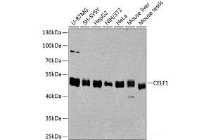 Western blot analysis of extracts of various cell lines using CELF1 Polyclonal Antibody at dilution of 1:1000. (CELF1 antibody)