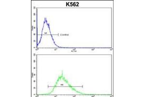 Flow cytometric analysis of k562 cells (bottom histogram) compared to a negative control cell (top histogram).