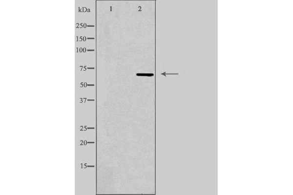 VGF antibody  (Internal Region)