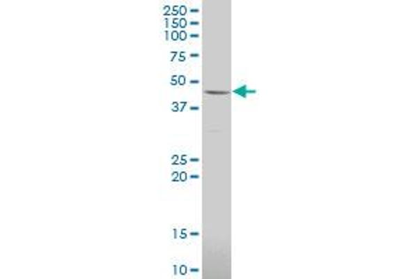 LRRC2 antibody  (AA 272-371)