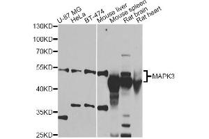 Western blot analysis of extracts of various cell lines, using MAPK8 antibody (ABIN1873631) at 1:1000 dilution. (JNK antibody)