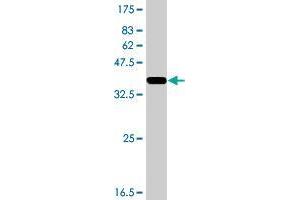 PIK3R6 antibody  (AA 661-754)