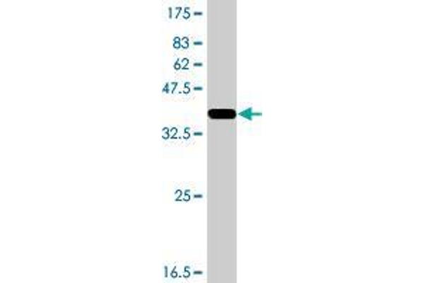 PIK3R6 antibody  (AA 661-754)