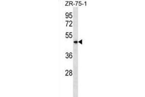 Western Blotting (WB) image for anti-Vomeronasal 1 Receptor 5 (VN1R5) antibody (ABIN3000073) (VN1R5 antibody)