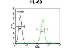 Flow cytometric analysis of HL-60 cells using PLA2G2C Antibody (C-term) Cat. (PLA2G2C antibody  (C-Term))