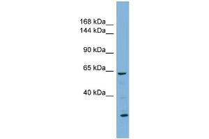 WB Suggested Anti-KL Antibody Titration:  0.