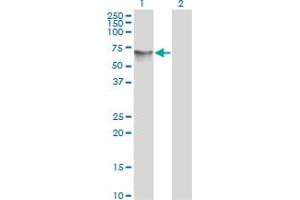 Western Blot analysis of HDAC1 expression in transfected 293T cell line by HDAC1 monoclonal antibody (M06), clone 1D6. (HDAC1 antibody  (AA 1-482))