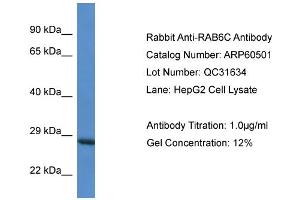 Western Blotting (WB) image for anti-RAB6C (WTH3DI) (Middle Region) antibody (ABIN2788469) (WTH3DI antibody  (Middle Region))