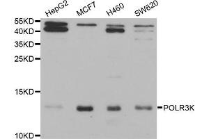 Western blot analysis of extracts of various cell lines, using POLR3K antibody (ABIN5973865) at 1/1000 dilution. (POLR3K antibody)