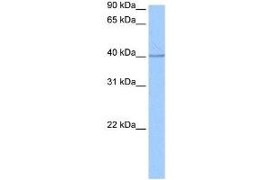 SP6 antibody used at 0. (SP6 antibody  (C-Term))