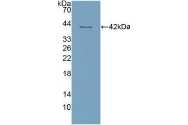 DC-SIGN/CD209 抗体  (AA 70-404)