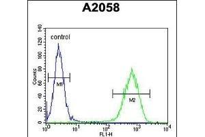 C6orf70 Antibody (Center) (ABIN654987 and ABIN2844625) flow cytometric analysis of  cells (right histogram) compared to a negative control cell (left histogram). (C6orf70 antibody  (AA 346-375))