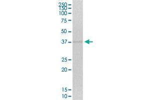 ZNF444 MaxPab polyclonal antibody. (ZNF444 antibody  (AA 1-326))