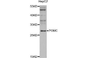 Western blot analysis of extracts of HepG2 cell line, using POMC antibody. (POMC antibody  (AA 1-267))