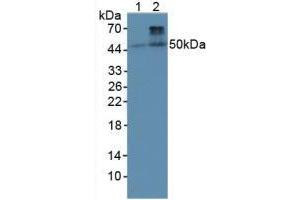 Figure. (BMP4 antibody  (AA 22-408))