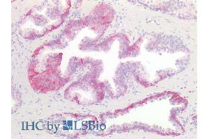 ABIN1589992 (10µg/ml) staining of paraffin embedded Human Prostate. (KIT antibody  (Internal Region))