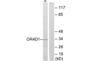 Western blot analysis of extracts from Jurkat cells, using OR4D1 antibody. (OR4D1 antibody  (C-Term))