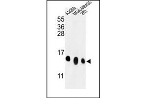Western blot analysis in A2058, MDA-MB435, 293 cell line lysates (35 ug/lane) using RPL36 Antibody (N-term) Cat. (RPL36 antibody  (N-Term))