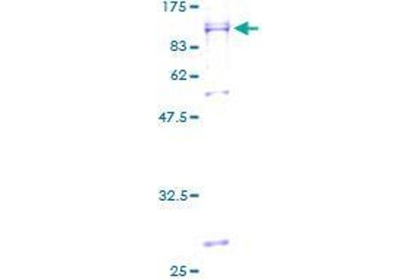 UBXD2 Protein (AA 1-508) (GST tag)