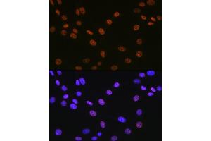 Immunofluorescence (IF) image for anti-Matrin 3 (MATR3) antibody (ABIN7268414)