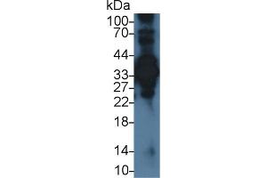 Western Blotting (WB) image for anti-Annexin A4 (ANXA4) (AA 3-151) antibody (ABIN7437596)
