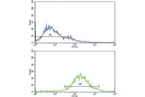 Flow cytometric analysis of Jurkat cells using IGFBP2 antibody (green) (IGFBP2 antibody  (AA 277-305))