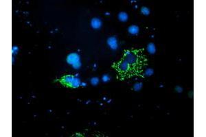 Anti-PDSS2 mouse monoclonal antibody (ABIN2455332) immunofluorescent staining of COS7 cells transiently transfected by pCMV6-ENTRY PDSS2 (RC207892). (PDSS2 antibody)