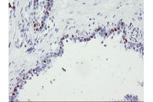Image no. 1 for anti-Forkhead Box I1 (FOXI1) (AA 111-350) antibody (ABIN1490841) (FOXI1 antibody  (AA 111-350))