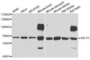 Western blot analysis of extracts of various cell lines, using APLP1 antibody. (APLP1 antibody  (AA 39-300))