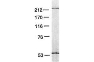 Image no. 2 for anti-Polymerase (DNA Directed), epsilon 3 (p17 Subunit) (POLE3) antibody (ABIN363202)