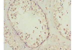 Immunohistochemistry of paraffin-embedded human testis tissue using ABIN7163171 at dilution of 1:100 (PIK3R3 antibody  (Regulatory Subunit Gamma))