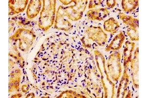 IHC image of ABIN7152965 diluted at 1:100 and staining in paraffin-embedded human kidney tissue performed on a Leica BondTM system. (Flotillin 1 antibody  (AA 169-251))