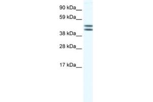 Western Blotting (WB) image for anti-Egl-9 Family Hypoxia Inducible Factor 2 (EGLN2) antibody (ABIN2460964) (PHD1 antibody)